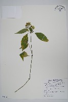 藏品(華九頭獅子草)的圖片