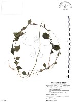 藏品(新竹腹水草)的圖片