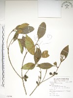 藏品(大葉木犀)的圖片