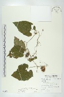 藏品(青牛膽)的圖片