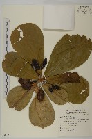 藏品(欖仁)的圖片