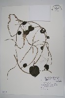 藏品(洋落葵、心葉落葵)的圖片
