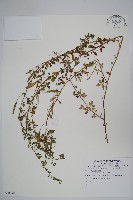 藏品(平伏莖白花菜、成功白花菜)的圖片