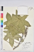 藏品(蓖麻)的圖片