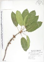 藏品(大葉雀榕、大葉赤榕)的圖片