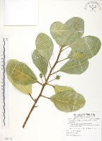 藏品(鵝鑾鼻蔓榕)的圖片