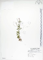 藏品(黑龍江柳葉菜)的圖片