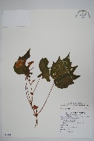 藏品(裂葉秋海棠)的圖片