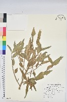 藏品(白苞猩猩草)的圖片