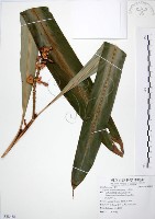 藏品(山月桃)的圖片