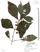 藏品(杜虹花，台灣紫珠)的圖片