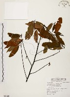 藏品(山胡椒)的圖片