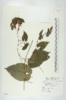 藏品(斑花青牛膽)的圖片