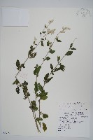 藏品(蔓雞冠、絹毛莧)的圖片