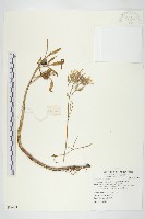 藏品(小燈籠草、大還魂)的圖片