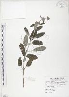 藏品(灰葉蕕)的圖片