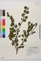 藏品(小葉鼠李)的圖片