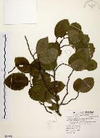 藏品(天料木)的圖片