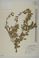 藏品(北仲, 刺裸實)的圖片