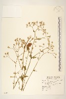 藏品(小蔓黃苑)的圖片