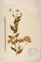 藏品(小舌菊、蔓綿菜)的圖片