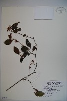 藏品(紅子莢迷)的圖片