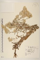 藏品(紅面番)的圖片