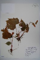 藏品(水鴨腳)的圖片