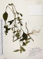 藏品(臺灣鱗球花)的圖片