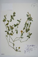 藏品(爵床)的圖片