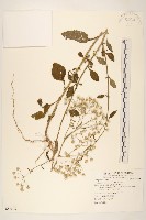 藏品(一枝香)的圖片