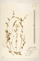 藏品(小蔓黃苑)的圖片