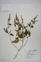 藏品(六角英, 槍刀菜)的圖片