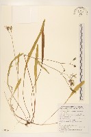 藏品(剪刀股)的圖片