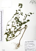 藏品(克非亞草)的圖片