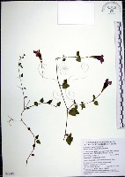 藏品(倒地蜈蚣)的圖片