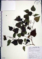 藏品(漢氏山葡萄)的圖片