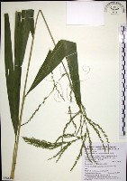 藏品(棕葉狗尾草)的圖片