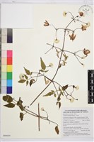 藏品(小木通)的圖片