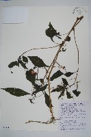 藏品(棣慕華鳳仙花)的圖片