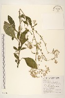 藏品(一枝香)的圖片