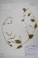 藏品(落葵)的圖片