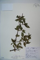 藏品(狹葉莢迷)的圖片