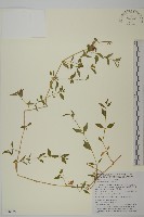 藏品(狗筋蔓)的圖片