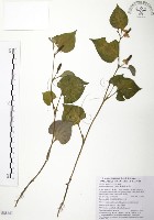 藏品(臭腥草、蕺菜)的圖片