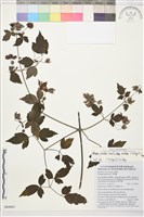 藏品(巴氏鐵線蓮)的圖片