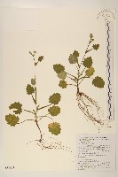 藏品(矮菊)的圖片