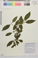 藏品(畢祿山鼠李)的圖片