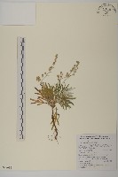 藏品(相馬氏艾、台灣狹葉艾)的圖片