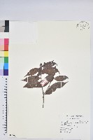 藏品(珍珠花、長尾葉越橘)的圖片